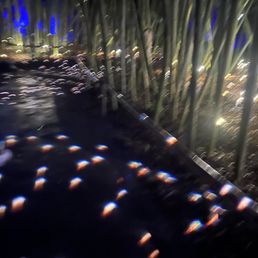 Bamboo Bamboo