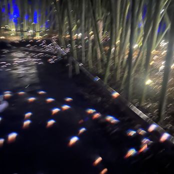 Lightscape San Diego - Bamboo - Botanical Gardens Near Me - Encinitas, California Lightscape San Diego - Bamboo - Botanical Gardens Near Me - Encinitas, California