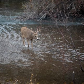 Whitefish Outfitters & Tours - White tailed deer at the Bison Range - Tours Near Me - Whitefish, Montana Whitefish Outfitters & Tours - White tailed deer at the Bison Range - Tours Near Me - Whitefish, Montana