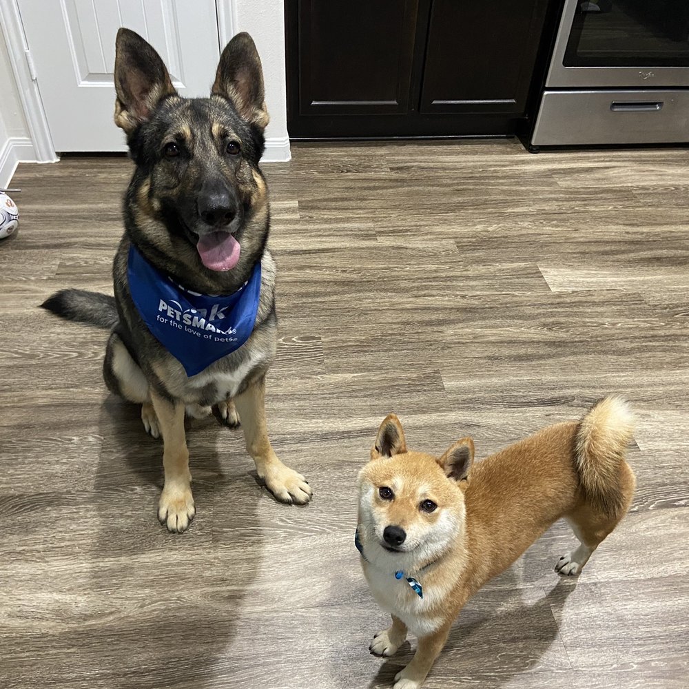 PetSmart - German Shepherd and Shiba Inu after getting groomed. - Pet Stores Near Me - Baytown, Texas PetSmart - German Shepherd and Shiba Inu after getting groomed. - Pet Stores Near Me - Baytown, Texas
