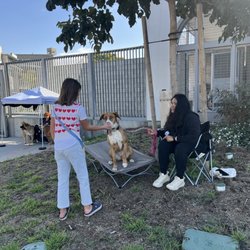 A Way Home For Dogs - Meet dogs available to foster or adopt at events!