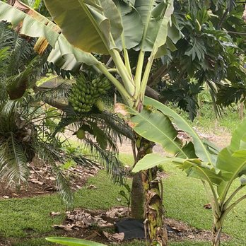 Wild Ginger Hotel - Banana tree in garden - Hotels Near Me - Hilo, Hawaii