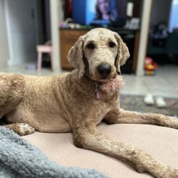 Puppy Love Grooming - My dog who was freshly shaved and clean. And still is a week later