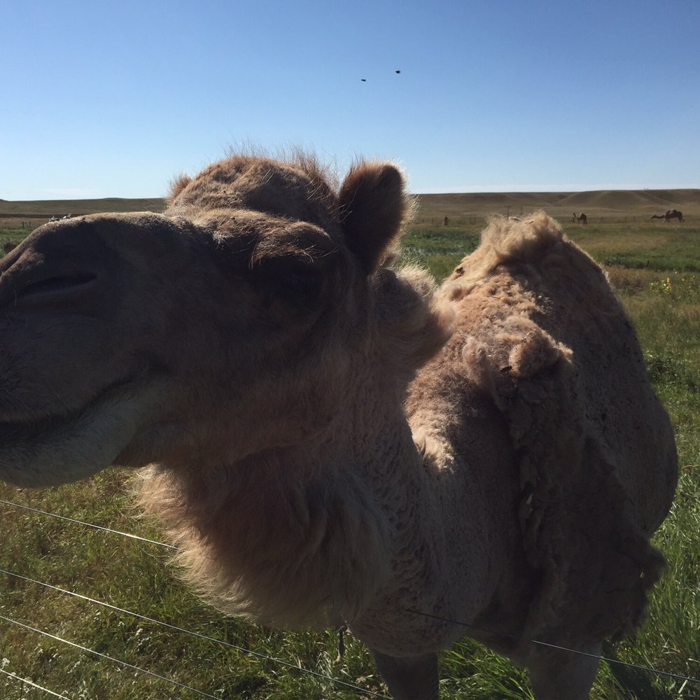 Terry Bison Ranch Resort - I love camel. Camel camel camel. - Venues & Event Spaces Near Me - Cheyenne, Wyoming Terry Bison Ranch Resort - I love camel. Camel camel camel. - Venues & Event Spaces Near Me - Cheyenne, Wyoming