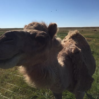 Terry Bison Ranch Resort - I love camel. Camel camel camel. - Venues & Event Spaces Near Me - Cheyenne, Wyoming Terry Bison Ranch Resort - I love camel. Camel camel camel. - Venues & Event Spaces Near Me - Cheyenne, Wyoming