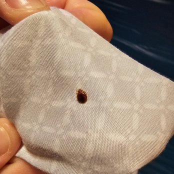Albuquerque Central KOA - Cockroach and Bedbug - Campgrounds Near Me - Albuquerque, New Mexico