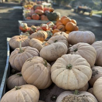 Bishop's Pumpkin Farm - Christmas Trees Near Me - Wheatland, California