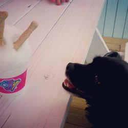 Sno Biz