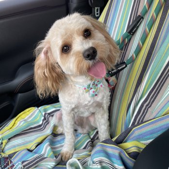 Petsville Citrus Park - My cavapoo after being groomed - Pet Groomers Near Me - Tampa, Florida Petsville Citrus Park - My cavapoo after being groomed - Pet Groomers Near Me - Tampa, Florida