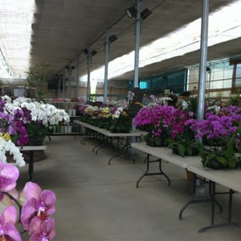 Dash Dream Plant - Wholesalers Near Me - Dos Palos, California