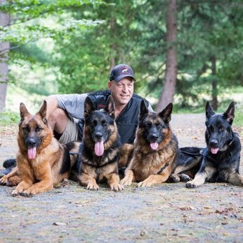 David Kaye's Kaye-Nine Training School - Pet Training Near Me - Norwood, Massachusetts David Kaye's Kaye-Nine Training School - Pet Training Near Me - Norwood, Massachusetts