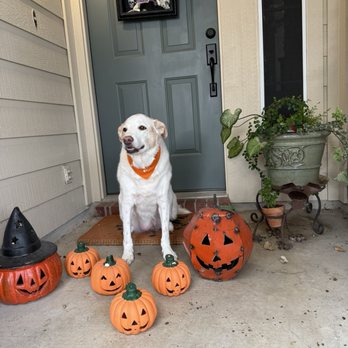 Bark Avenue - Callie's Halloween cut - Pet Groomers Near Me - Cedar Park, Texas