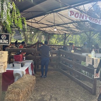 Live Oak Canyon Pumpkin Patch and Christmas Tree Farm - Pony rides (Oct 2025) - Christmas Trees Near Me - Redlands, California Live Oak Canyon Pumpkin Patch and Christmas Tree Farm - Pony rides (Oct 2025) - Christmas Trees Near Me - Redlands, California