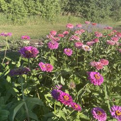 Jester Hill Farm
