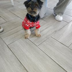 Janice Vaincre Boutique - The Store even has a mascot ... what a cutie pie Very friendly and doesn't bark at you like most nor does she bite