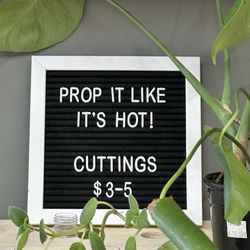 The Li'l Plant Shop