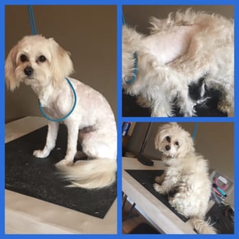 DogGrooming ByAmanda - Pet Adoption Near Me - Oroville, California