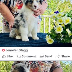 Shoreland kennel