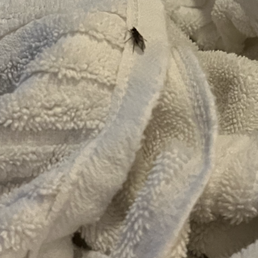 One of the clean towels with its own guest One of the clean towels with its own guest