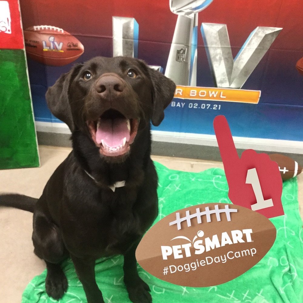 PetSmart - Pet Groomers Near Me - Kansas City, Missouri