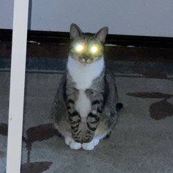 Zeller Tire and Auto Centers - My cat warns you to stay away from Zeller tire and automotive in Torrington ct