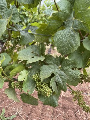 Cristom Vineyards by null