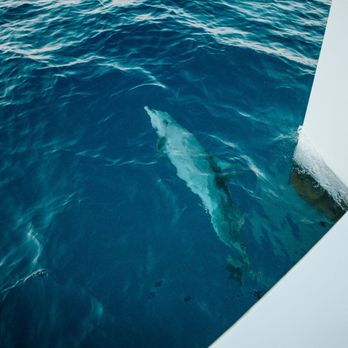 Alii Nui Sailing Charters - Tours Near Me - Wailuku, Hawaii