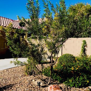 LDI Grounds Mgmt - a small tree in front of a house - Landscaping Near Me - North Las Vegas, Nevada LDI Grounds Mgmt - a small tree in front of a house - Landscaping Near Me - North Las Vegas, Nevada
