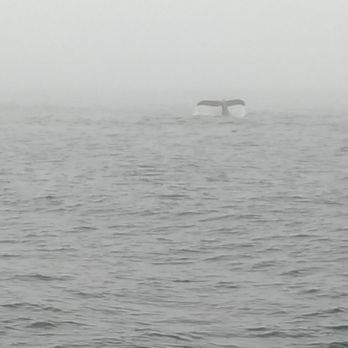 J & M Sportfishing - Fishing Near Me - Monterey, California J & M Sportfishing - Fishing Near Me - Monterey, California