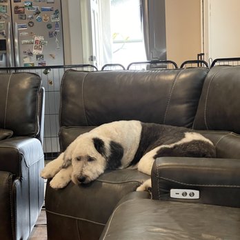 Organic Paws Pet Services - Just waiting for mom after being groomed - Pet Groomers Near Me - Buena Park, California Organic Paws Pet Services - Just waiting for mom after being groomed - Pet Groomers Near Me - Buena Park, California