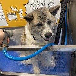 Wash Your Dog