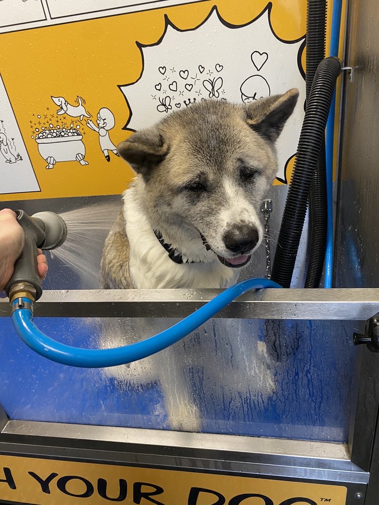 Wash Your Dog Image