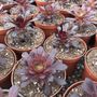 Photo of North County Roots Nursery