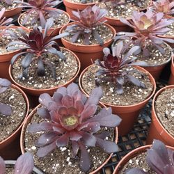 North County Roots Nursery