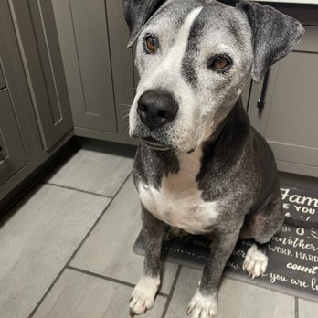 Alpha K-9 Academy - Cash, 11 Yr Old Pit - Pet Training Near Me