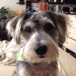 A happy, handsome pup! Thanks Zimmer's! A happy, handsome pup! Thanks Zimmer's!