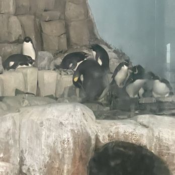 Biodôme de Montréal - Penguins - Aquariums Near Me - Montreal, Quebec Biodôme de Montréal - Penguins - Aquariums Near Me - Montreal, Quebec
