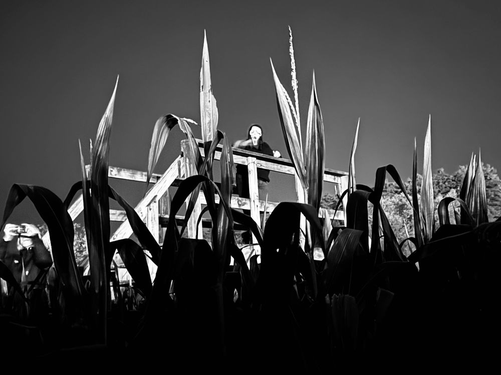 BEANS & GREENS FARM Updated October 2024 77 Photos & 45 Reviews 245 Intervale Rd, Gilford