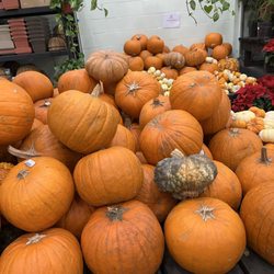 Terra Bella Nursery - Pumpkins