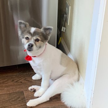 Wow Doggy Pet Salon - Pet Groomers Near Me - Gardena, California