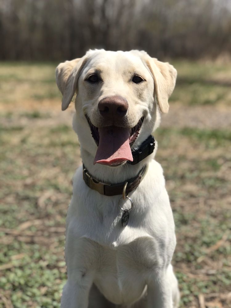 PUPPY PLAY AND STAY Updated April 2024 12 Photos & 14 Reviews