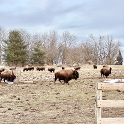 Pohl Bison Bed and Breakfast - The cows