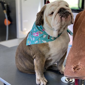 Houndstooth Mobile Grooming - All beautiful and ready to see my mommy! - Pet Groomers Near Me - Fort Worth, Texas Houndstooth Mobile Grooming - All beautiful and ready to see my mommy! - Pet Groomers Near Me - Fort Worth, Texas
