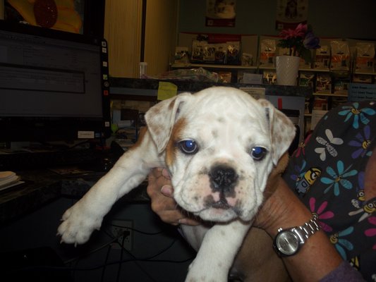 canada del oro pet clinic