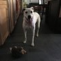 Photo of Mallory's K-9's & Kitty's Pet Sitting