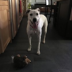 Mallory's K-9's & Kitty's Pet Sitting