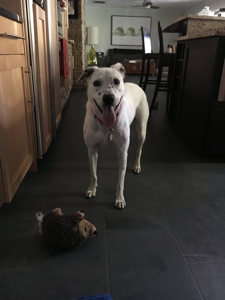 Mallory's K-9's & Kitty's Pet Sitting - pet boarding facility in Virginia Beach, VA