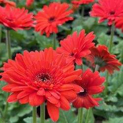 Wallitsch Garden Center - Gerber Daisy