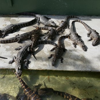 Jungle Adventures - The baby alligators are cute. - Tours Near Me - Christmas, Florida Jungle Adventures - The baby alligators are cute. - Tours Near Me - Christmas, Florida