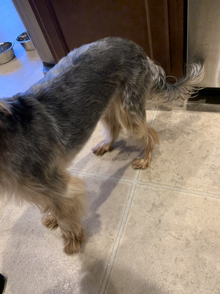 A FAMILY PET SALON Updated September 2024 21 Reviews 994 Mantua